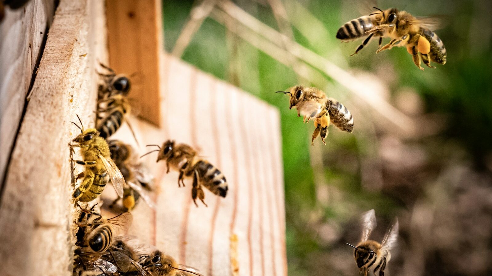yellow and black wasp