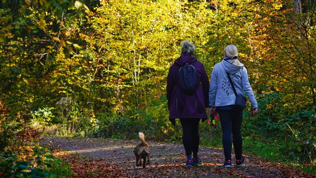 Two people and a dog enjoying a peaceful walk through a vibrant autumn forest.