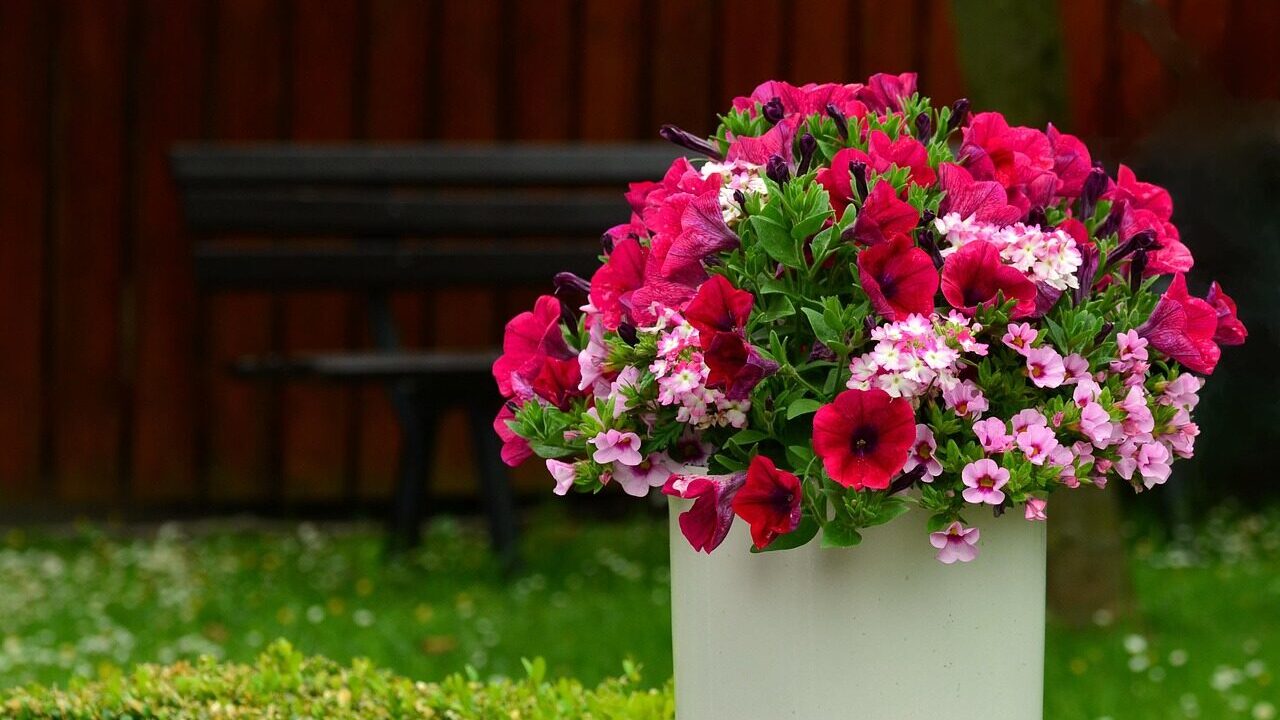 petunias, blossoms, balcony flowers, plant pot, terrace, decoration, flower decoration, petunia, garden petunia, pink, blooming, balcony plant, container plant, summer flowers, pink flower, splendid colors, petunias, petunias, petunias, plant pot, petunia, petunia, petunia, petunia, petunia