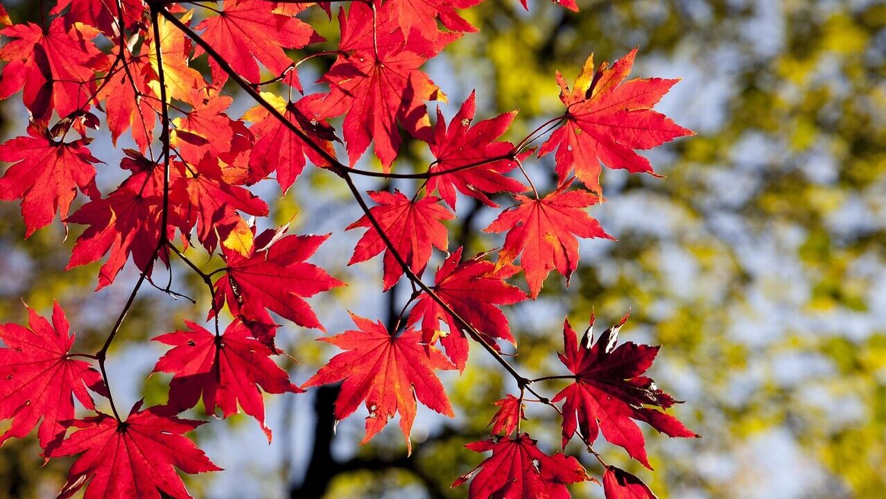 maple leaves, autumn, leaves, foliage, autumn leaves, autumn foliage, autumn colors, autumn season, fall foliage, fall leaves, fall colors, nature, maple, red leaves, red foliage, seoul, korea, dobong, seasonal, autumn, autumn, autumn, autumn, autumn, leaves, autumn leaves, korea