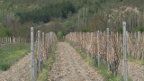vinarii Debrca