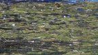 alga