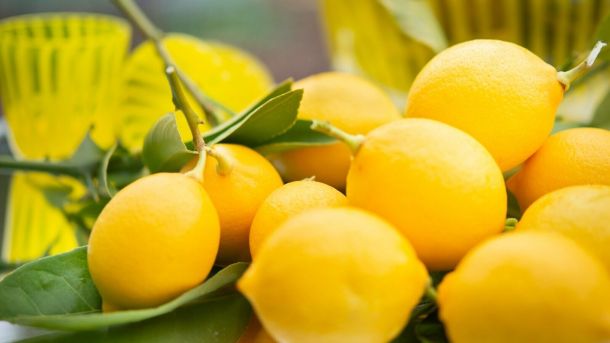 yellow citrus fruits on green leaves