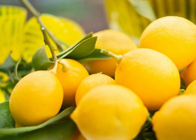 yellow citrus fruits on green leaves