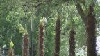 palmi
