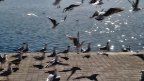 galeb